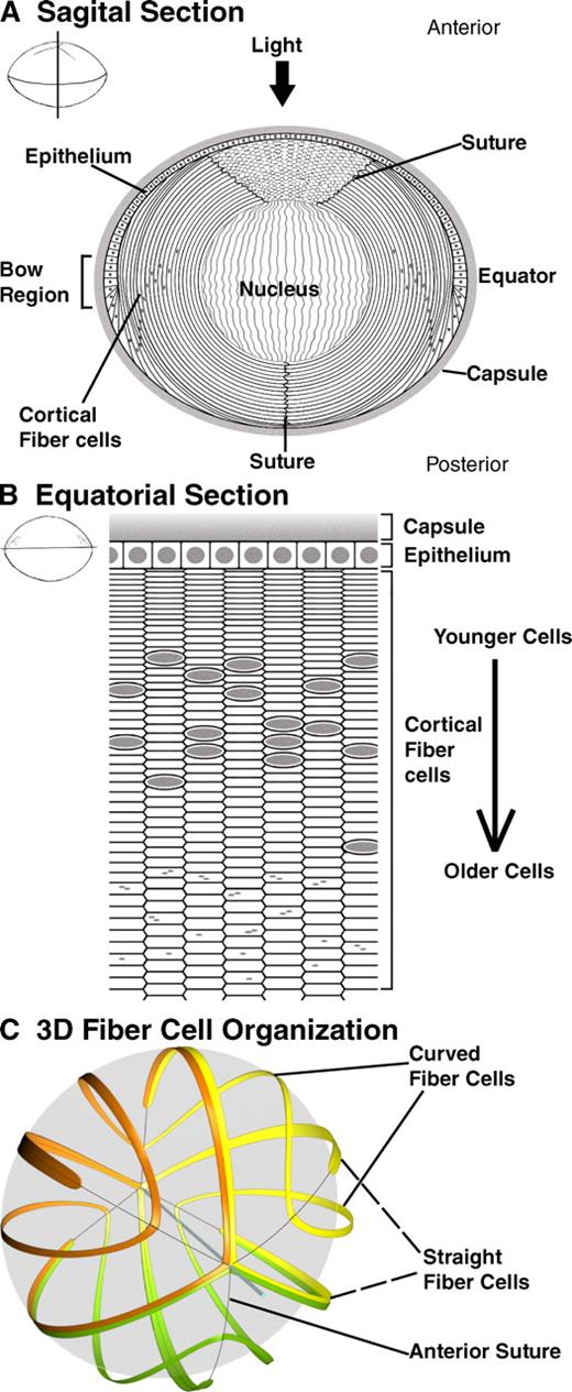 Figure 1. Diagrams of mouse lens epithelial and fiber cell organization. (A) Sagittal and (B) equatorial sections of the mouse lens. (C) 3D-CAD reconstruction of selected fiber cells in the mouse lens, modified from Kuszak et al. (2006). Fiber cells are curved so that their ends contact one another at the offset Y-shaped sutures at the anterior and posterior of the lens. In A, note that fiber cell cross sections are visible between the two anterior suture branches in a sagittal section. Gray ovals or circles, cell nuclei. Gray dots, nuclear remnants. In C, Y-shaped sutures are indicated by thin gray lines. See Fig. S1 for a stereo pair of C.