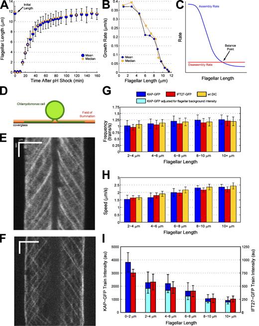 Figure 1. During flagellar regeneration, there is an inverse relationship between IFT train size and flagellar length. (A) The kinetics of regeneration after pH shock. n for all time points combined = 2,026 flagella. (B) The growth rate of regenerating flagella decreases as a function of length. (C) The balance-point model predicts that equilibrium will be reached between a length-independent disassembly rate and an assembly rate that decreases as a function of length. (D) The setup for imaging C. reinhardtii flagella via TIRF. (E and F) Kymographs of KAP-GFP (E) and IFT27-GFP (F) cells undergoing regeneration after pH shock, generated from Videos 1 and 2. Bars: (horizontal) 5 µm; (vertical) 1 s. (G–I) The frequency (G), speed (H), and average (I) intensity of IFT trains during pH shock regeneration, binned by flagellar length. The intensities of IFT traces were normalized by either camera noise (dark blue and red bars) or background flagellar intensity (light blue bars). n for all time points = 113 KAP-GFP flagella, 97 IFT27-GFP flagella, and 97 wild-type (wt) flagella imaged by DIC. Error bars indicate standard deviation.