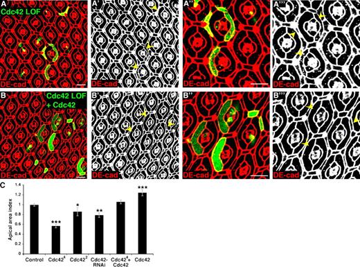 Figure 2. Cdc42 inhibits apical cell tension. (A) Confocal immunofluorescent localization of DE-cadherin (DE-cad) in Cdc424 MARCM clones. (B) Confocal immunofluorescent localization of DE-cadherin in Cdc424 MARCM clones expressing WT Cdc42. (A and B) Arrowheads identify clonal cells. (C) Quantification of apical areas in clonal cells depleted of Cdc42 or overexpressing WT Cdc42 (for apical area index, see Table S2). Data are represented as mean ± SD. *, P < 0.05; **, P < 0.01; ***, P < 0.001. Bars, 10 µm.