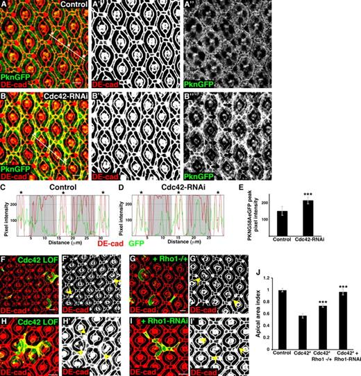 Figure 5. Cdc42 inhibits Rho1 activity at AJs to regulate apical cell tension. (A) Confocal immunofluorescent localization of DE-cadherin (DE-cad; A and A′) in pupal eye expressing PKNG58AeGFP (PknGFP; A and A″) with GMR-gal4. (B) Confocal immunofluorescent localization of DE-cadherin (B and B′) in pupal eye expressing PKNG58AeGFP (B and B″) and Cdc42-RNAi with GMR-gal4. (C) Pixel intensity profile of DE-cadherin immunofluorescence and PKNG58AeGFP fluorescence in control PECs along the white line in A. Asterisks correspond to PECs in A. (D) Pixel intensity profile of DE-cadherin immunofluorescence and PKNG58AeGFP fluorescence in PECs expressing Cdc42-RNAi along the white line in B. Asterisks correspond to PECs in B. (C and D) Shaded regions cover cone cells and photoreceptors, which were not analyzed. (E) Quantification of PKNG58AeGFP peak pixel intensities at AJs in control or Cdc42-RNAi–expressing pupal eyes (see Table S5). Data are represented as mean ± SD. ***, P < 0.0001. (F and G) Confocal immunofluorescent localization of DE-cadherin in sibling pupal eyes with Cdc424 MARCM clones (F and F′) or Cdc424 MARCM clones in a Rho172F heterozygous background (G and G′). (H and I) Confocal immunofluorescent localization of DE-cadherin in sibling pupal eyes with Cdc424 MARCM clones (H and H′) or Cdc424 MARCM clones that express Rho1-RNAi (I and I′). (F–I) Arrowheads identify clonal cells. (J) Quantification of apical areas in clonal cells depleted of Cdc42 alone or with Rho1 also depleted (for apical area index, see Table S2). Data are represented as mean ± SD. ***, P < 0.001. Bars, 10 µm.