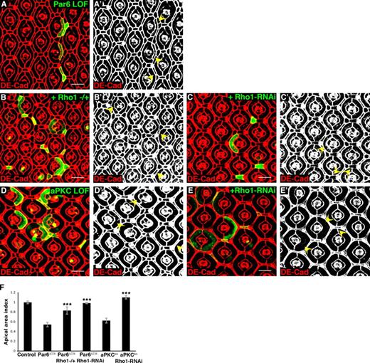 Figure 7. Par6 and aPKC inhibit apical tension in a Rho1-dependent manner. (A–C) Confocal immunofluorescent localization of DE-cadherin (DE-Cad) in par6Δ226 MARCM clones alone (A and A′), in a Rho172F heterozygous background (B and B′), or expressing Rho1-RNAi (C and C′). (D and E) Confocal immunofluorescent localization of DE-cadherin in aPKCk06403 MARCM clones alone (D and D′) or aPKCk06403 MARCM clones expressing Rho1-RNAi (E and E′). (A–E) Arrowheads identify clonal cells. (F) Quantification of apical areas in clonal cells depleted of Par6 or aPKC alone or with Rho1 also depleted (for apical area index, see Table S2). Data are represented as mean ± SD. ***, P ≤ 0.001. Bars, 10 µm.