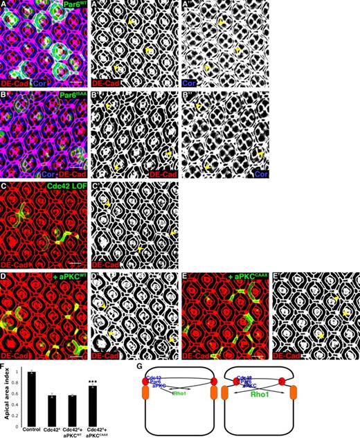Figure 9. Cdc42 inhibits Rho1 activity by localizing Par6–aPKC to AJs. (A and B) Confocal immunofluorescent localization of DE-cadherin (DE-Cad; A, A′, B, and B′) and Coracle (Cor; A, A″, B, and B″) in Flp-out clones expressing WT Par6 (Par6WT; A–A″) or Cdc42-binding mutant Par6 (Par6ISAA; B–B″). Arrowheads identify AJs (A′ and B′) and SJs (A″ and B″) around clonal primary PECs. (C–E) Confocal immunofluorescent localization of DE-cadherin in Cdc424 MARCM clones alone (C and C′), expressing WT aPKC (aPKCWT; D and D′), or expressing membrane-associated aPKCCAAX (E and E′). Arrowheads identify clonal cells. (F) Quantification of apical areas in clonal cells depleted of Cdc42 alone, expressing aPKCWT, or expressing aPKCCAAX (for apical area index, see Table S2). Data are represented as mean ± SD. ***, P < 0.001. (G) Model for Cdc42 function in PECs. Cdc42–Par6 localizes aPKC to AJs, where aPKC inhibits Rho1 activity and its associated actomyosin tension. When Cdc42–Par6–aPKC localization to AJs is disrupted, Rho1 activation and actomyosin tension at AJs increases. Bars, 10 µm.