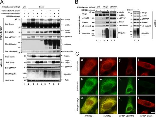 Figure 2. Erasin, ubiquilin, and p97/VCP coimmunoprecipitate with each other in cells. (A) HEK293 cells were either left untransfected (lanes 1, 2, and 6), transfected with either erasin (lanes 3 and 7) or ubiquilin-1 cDNA (lane 4 and 8), or cotransfected with both cDNAs (lane 5 and 9). After 20 h, MG132 was added for 4 h to one set of the cultures (lanes 6–9), whereas the other set was left untreated (lanes 1–5). Equivalent amounts of protein lysates were used for immunoprecipitation using either an erasin antibody (lanes 2–9) or control IgG antibody (lane 1). The immunoprecipitates as well as 1/10 the amount of each protein lysate were probed by immunoblotting for the indicated proteins. (B) Similar to A except that cells were not transfected and the antibodies used for immunoprecipitation were a different control antibody (lanes 1 and 2), a ubiquilin antibody (lanes 3 and 4), and a p97/VCP antibody (lanes 5 and 6). (lanes 7 and 8) Blots for proteins in equal amounts of the lysates used in the experiments. (C) Double immunofluorescence localization of ubiquilin and erasin proteins in HEK293 cells that were either not treated (−) or treated (+) with MG132, or transfected with siRNAs designed to knock down ubiquilin-1 and ubiquilin-2 proteins together, or erasin protein alone. Quantification of the colocalization of the proteins is provided in Fig. S3. Bar, 5 µm.