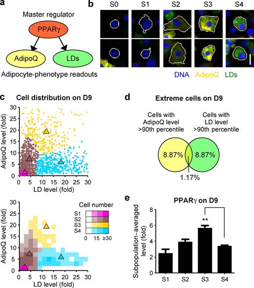 Figure 2. Automated clustering identified differentiating 3T3-L1 subpopulations with distinct phenotypes. (a) AdipoQ and LDs were chosen as downstream readouts of PPARγ. (b) Differentiating 3T3-L1 cells from D6–12 (Fig. S1 c) were computationally pooled and clustered based on their AdipoQ and LD levels. Four subpopulations were identified (S1–4). The subpopulation of quiescent cells (S0) was excluded before clustering. Immunofluorescence images of two cells near the centroid of each subpopulation are shown. White lines indicate cell segmentation boundaries. (c) Scatter plot and 2D histogram showing the distribution of 3T3-L1 cells on D9. Triangles indicate centroids for S1–4 in the original subpopulation model. (d) Venn diagram showing the overlap of 3T3-L1 cells with high AdipoQ or LD levels. (e) Subpopulation-averaged levels of PPARγ. Error bars indicate SEM (n = 3); **, P < 0.01 by two-tailed paired t test. Bar, 20 µm.
