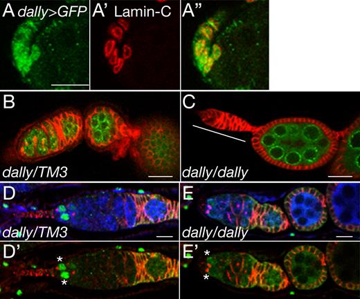 Figure 1. dally mutant ovarioles contain empty germaria. (A–A″) dally expression in the cap cells. dally enhancer-trap expression (dally-Gal4 UAS-GFP) is shown in green (A and A″). Cap cells are stained with anti–lamin C antibody (red; A′ and A″). (B and C) dally heterozygous (B) and homozygous (C) ovarioles stained with anti-Hts (red) and anti-Vas (green) antibodies. An empty germarium is marked by the white line. (D–E′) Dpp signaling in dally mutant germarium. Dpp signaling monitored by dad-lacZ expression (green) in dally heterozygous (D and D′) and homozygous (E and E′) germaria. Germline cells and the spectrosome/fusome are labeled with anti-Vas (blue) and anti-Hts (red) antibodies, respectively (see Materials and methods). In dally mutants, dad-lacZ signals were markedly decreased in 30% of the most anterior germ cells (asterisks). See also Fig. S1 B. Anterior is to the left. Bars, 10 µm.