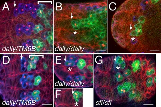 Figure 2. dally regulates formation of the female GSC niche in the pupal ovary. (A) Early pupal ovary from a dally heterozygous female. Background staining with anti-Hts (red) outlines developing somatic cells in the anterior. PGCs are labeled by anti-Vas antibody (blue). More posteriorly, germ cells start to differentiate (bracket) and express Bam protein (detected by anti-Bam antibody; green). The fusome is stained with anti-Hts. (B and C) Two examples of dally homozygous early pupal ovaries stained with anti-Bam antibody. The most anterior PGCs (asterisks) express Bam protein (green). (D–F) bam expression was also examined using a bam-GFP reporter (green) in dally heterozygous (D) and homozygous (E and F) ovaries. Weak (E) and strong (F) bam-GFP signals were detected in the most anterior PGCs (asterisks). The bracket (D) indicates Bam-positive differentiating germ cells. (G) bam-GFP expression in a sfl mutant ovary. Premature expression of bam in the most anterior PGCs occurred in 20% and 86% of dally and sfl pupal ovaries, respectively. The asterisk indicates the most anterior PGCs. See also Fig. S1 C. (A–G) Arrows indicate the anterior edge of the germ cell population. Anterior is to the left. Bars, 10 µm.