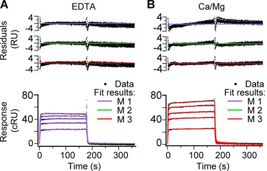 Figure 1. SPR-based analysis of homophilic CEACAM1 ectodomain interactions. Sensorgrams were recorded in a BIAcore 2000 instrument. Rat and human CEACAM1 D(1–4)-Fc proteins were immobilized at a level of 7,100 response units (RU). (A and B) Five concentrations of rat D(1–4)-His (0.36–1.79 g/l, corresponding to 4.4–22.2 µM monomer) were analyzed in HBS/P20/3 mM EDTA (A) or HBS/P20/2 mM Ca2+/2 mM Mg2+ (B). The corrected responses (cRU) for binding to rat D(1–4)-Fc, obtained by subtracting the response in the reference lane (human D(1–4)-Fc), are shown as black data points. The results of global curve fitting to each of the three reaction models (models 1–3; see Results, Materials and methods, and Fig. S1) are shown as residual plots above the sensorgrams. The curve fittings shown in the sensorgrams are according to model 1 (A, purple curves) and model 3 (B, red curves).