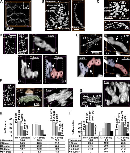 Figure 6. Molecular tomography of CEACAM1 ectodomains attached to liposomes. Segmentation was performed by gray-level thresholding. (A) Tomogram of D(1–4)-His–decorated liposomes. The z direction is parallel to the electron beam. (B and C) Free surfaces of D(1–4)-His–decorated (B) and D(2–4)-His–decorated (C) liposomes. (D and E) Monomeric bridges (C-dimers) connecting two liposomes (L1 and L2) are shown at two angles. In the colored panels, D1–D1 contact zones are indicated by a black dotted line, and individual Ig domains are numbered 1–4. Arrowheads point to bridge positions, and arrows point to the binding areas. (F and G) Multimeric bridges connecting two liposomes (L1 and L2) are shown. The bridge in F is composed of seven molecules anchored to L1 (orange) and L2 (green). (G) Two bridging clusters of 6 and ∼10 molecules. (H and I) D(1–4) (n = 130) and D(2–4) (n = 163) monomers/clusters on free-liposome surfaces and D(1–4) monomers/clusters (n = 63) bridging two membranes were analyzed and classified according to size. The differences in each cluster class compared with D(1–4) (free) populations were analyzed by a two-proportion z test. P-values are shown above the histogram bars. Arrows indicate bridge positions. The overviews in B and C and the bridges in E and F are presented in 3D in Videos 2 and 3, respectively. (D–F) Liposome surfaces are indicated by white dashed lines.