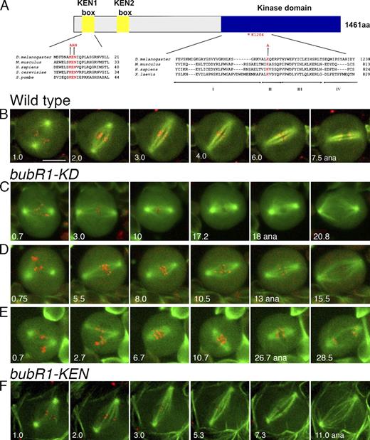 Figure 1. Structure of BubR1-KEN and BubR1-KD mutations and their effects on spindle function. (A) Alignment of the N-terminal KEN box (left) and the kinase domain (right), indicating in red the residues altered in bubR1-KEN and the conserved lysine altered in bubR1-KD. (B–E) Thin K-fibers and unstable spindle length in bubR1-KD cells. (B) WT neuroblast in mitosis. Within a few minutes of NEB, it has established a stable spindle, developed robust K-fibers, and aligned chromosomes on the metaphase plate. Anaphase (ana) occurs at ∼7 min after NEB. See Video 1. (C–E) Three different bubR1-KD neuroblasts displaying prolonged prometaphase. Chromosomes have difficulty congressing and remaining at the metaphase plate. The spindles appear diffuse, the K-fibers are poorly defined, and spindle length varies (compare the second and third frames of each series). Despite this aberrant behavior, each cell eventually enters anaphase, and the chromosomes segregate normally. See Fig. S1 and Videos 2 and 3. Videos in B–E are wide-field microscopy images of GFP-tubulin and mRFP1-Rod. (F) A bubR1-KEN mutant neuroblast with normal spindle morphology and dynamics. See Video 5. Spinning disk confocal microscope images of GFP-tubulin and mRFP1–BubR1-KEN marking kinetochores (which become difficult to detect as anaphase approaches) are shown. Bar, 5 µm.