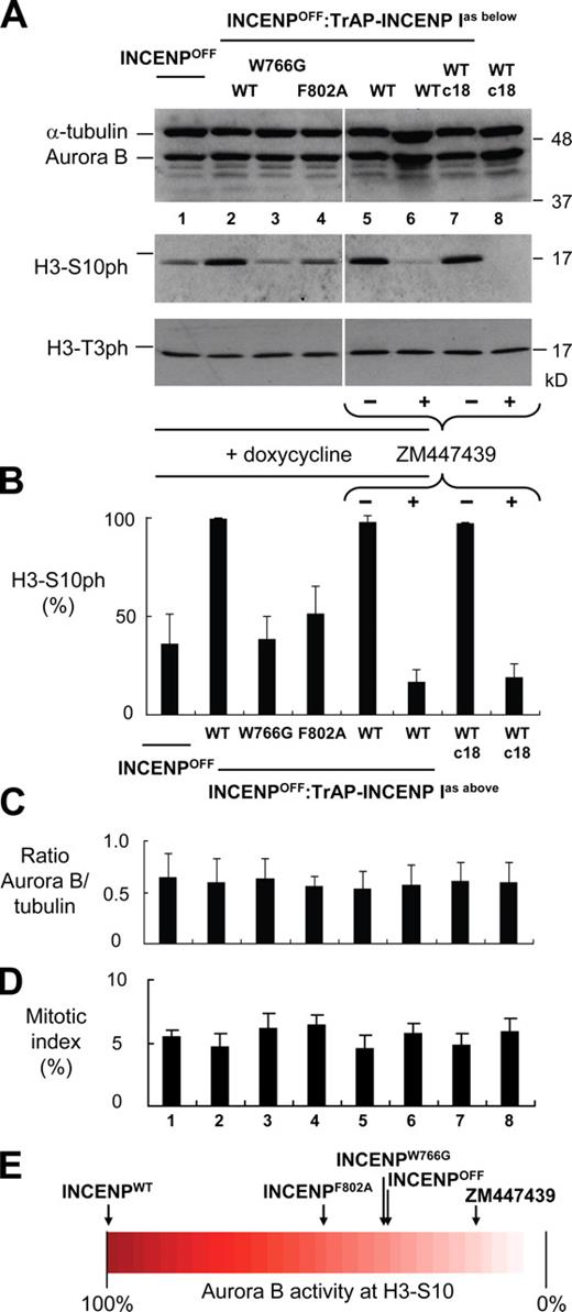 Figure 5. Quantitation of aurora B kinase activity in INCENP mutants. (A) Estimation of aurora B activity by immunoblotting. Asynchronous cells were harvested after treatment with doxycycline for 28 h or with 2 µM ZM447439 for 5 h (Fig. S1 C), and lysates were subjected to immunoblotting with the indicated antibodies. α-Tubulin and haspin kinase substrate H3T3ph are shown as controls. White lines indicate that intervening lanes have been spliced out. (B) Measurement of H3S10ph levels in the same samples using Odyssey. (C) Ratio of aurora B protein levels versus the loading control α-tubulin for each sample as measured using Odyssey. (D) Mitotic index of each cell line at the time of harvesting. (E) Diagram showing the relative levels of aurora B activity based on the level of H3S10ph measured using the Odyssey assay. WT, wild type. Error bars indicate SD.