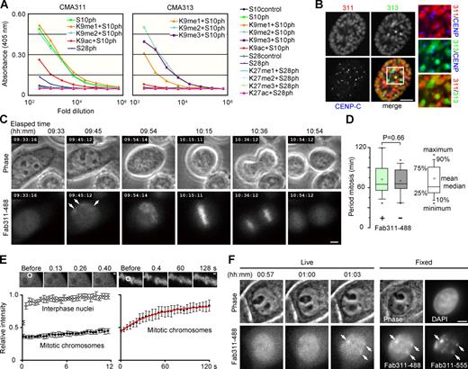 Figure 1. Fluorescently labeled Fab binds to phosphorylated histone H3S10 during mitosis in HeLa cells. (A) Specificity of mAbs evaluated by ELISA using the indicated peptides. The peptides that reacted with individual mAbs are indicated in the graphs. (B) Immunofluorescence. Fixed cells were stained with Fab311-488 (Alexa Fluor 488–labeled Fab from CMA311; red), Fab313-555 (Alexa Fluor 555–labeled Fab from CMA313; green), and anti–CENP-C (blue). Images of a prophase cell are shown with magnified views of boxed area. See Fig. S1 for other cells at different phases of the cell cycle. (C) Time-lapse images of a cell loaded with Fab311-488. Arrows indicate concentrations of Fab311-488. See Video 1. (D) Period of mitosis in Fab311-488–loaded and control cells. By collecting three z-stack images every 3 min, the period from prophase to anaphase was measured (n = 27) using phase-contrast images. No significant difference was seen; P = 0.66 (Student’s t test). (E) The mobility of Fab311-488 by FRAP. After bleaching a 2-µm spot (white circle), images were collected for 12 s every 0.13 s (left) or for 120 s every 0.4 s (right). Means ± SD are shown (n = 12). The red line shows the fitted curve using single exponential association kinetics. Residence time (k−1; k = association coefficient) of the transiently bound fraction is calculated as 44 s. (F) H3S10ph detected in live and fixed samples. Cells loaded with Fab311-488 were imaged every 3 min. When foci were detected in two consecutive frames (01:00 and 01:03), cells were fixed and immunolabeled with Fab311-555. Foci observed during live imaging (arrows) were also detected after fixation and immunolabeling. Bars: (B, C, and F) 5 µm; (E) 1 µm.