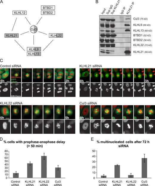 Figure 1. The BTB proteins KLHL21 and KLHL22 interact with Cul3 and regulate mitosis. (A) Immunoprecipitation of human KLHL9 and KLHL13 was analyzed by mass spectrometry, and associated Cul3 (circle) and BTB proteins (boxes) are shown (dark gray). Immunoprecipitation of Cul3 identified KLHL12, KLHL22, and the highly homologous KLHL9 and KLHL13 and BTBD1 and BTBD2 (light gray). (B) HeLa extract was immunoprecipitated with control (anti-IgG) or anti-KLHL21 antibodies. Input, supernatants (Sup), and eluates (IP) were analyzed by immunoblotting. (C) HeLa cells expressing H2B-mRFP and mEGFP–α-tubulin were treated with the indicated siRNAs for 48 h and analyzed by live video microscopy. (D) Quantification of the phenotype in C. The percentage of cells with a delay from prophase to anaphase (>50 min) was quantified (n = 50). (E) HeLa cells were treated with the indicated siRNAs for 72 h, and the percentage of multinucleated cells was quantified (n = 500). Example images are shown in Fig. S1 D. (D and E) Bars represent the mean with standard deviation of three independent experiments. Bars, 10 µm.