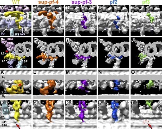 Figure 4. Comparison of the DRC structure between WT and drc mutants. (A–T) The WT DRC is displayed in yellow (A, F, and P; and pWT in K), and the mutant DRCs are shown in different colors and ordered from left to right by increasing size of structural changes: sup-pf-4 (B, G, L, and Q), sup-pf-3 (C, H, M, and R), pf2 (D, I, N, and S), and pf3 (E, J, O, and T). The averaged 96-nm repeats are visualized by isosurface rendering and are shown from four different viewing directions: longitudinal close-up view from the front (slightly rotated toward the bottom view; A–E), cross-sectional overview from distal end (F–J), and longitudinal close-up from the top (K–O) and bottom (P–T). Different parts of the DRC and associated structures are missing in the mutants. In sup-pf-4, the structural changes are small, with only the L2 protrusion (G and L) and most of the distal lobe (dL) missing (B and L). In all of the other mutants, both the proximal and distal lobes (pL and dL) and the L2 protrusion are missing; i.e., these strains have no DRC connection to the B-tubule (Bt) of the neighboring doublet (M–O). In addition, the DRC linker, including the OID linker (F and K, red arrowheads) to the ODAs, is reduced in length to varying degrees (compare H–J with M–O). In pf3, the entire DRC base plate (E, J, and T), including its protrusion (BP; J and T), connections 2 and 8 (see Fig. S2 J), and the hole (red arrow/dashed red circle) through the B11 structure (T), is missing. The base plate protrusion is also lacking in pf2 (I). The defects in the assembly of IDAs also increase from left to right; i.e., IA4 (A–E, left arrows) is reduced in sup-pf-3 (C) and pf2 (D) and missing in pf3 (E), whereas IA5 (right arrows) is reduced in pf2 (D) and missing in pf3 (E). A-tubule (At) includes protofilament A2; B-tubule includes filaments B10 and -11. The light green protrusion in A is an uncharacterized structure previously proposed as a candidate for the nexin link (Bui et al., 2008). L1, linker protrusion 1.