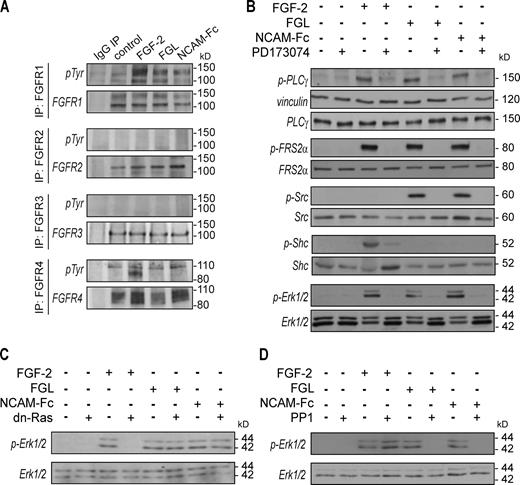 Figure 1. NCAM and FGF activate distinct FGFR-mediated signaling pathways. (A) Cell lysates (5 mg) from HeLa cells stimulated for 10 min with FGF-2, FGL, or NCAM-Fc were immunoprecipitated (IP) with control IgG or antibodies against individual FGFR types (FGFR1–4) and immunoblotted for phosphotyrosine (top) and for the corresponding FGFR types (bottom). (B, top) Equal loading for phospho–PLC-γ was verified by immunoblotting for vinculin. (B–D) HeLa cells were stimulated for 10 min with FGF-2, FGL, or NCAM-Fc with or without a pretreatment with PD173074 (B) or PP1 (D). (C) Cells were transfected with dn-Ras or an empty vector before the stimulation (see Fig. S2 B for the expression of dn-Ras). Cell lysates were immunoblotted for phospho–PLC-γ, phospho–FRS-2α, phospho-Shc, phospho-Src, and phospho-Erk1/2 followed by immunoblotting for total PLC-γ, FRS-2α, Shc, Src, and Erk1/2 as indicated.