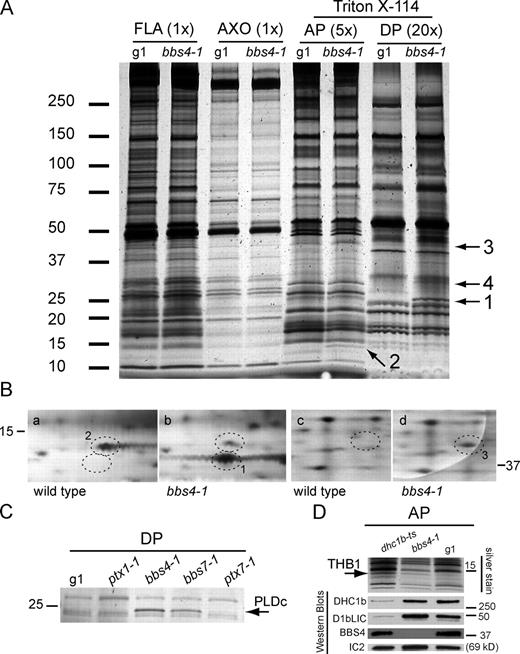 Figure 7. Biochemical defects in bbs4-1 flagella. (A) Silver-stained 5–15% SDS–polyacrylamide gel of flagella (FLA), axonemes (AXO), AP, and DP from wild type (g1) and bbs4-1. Proteins present in the AP and DP of bbs4-1 (arrows 1–4) but not in the corresponding fractions from wild type were identified by MS analysis as PLDc (band 1), THB1 (band 2), STPK (band 3), and JGI protein ID 191821 (band 4; see Fig. S3). (B) Details of 2D gels (from Fig. S5 C) separating matrix proteins from wild type (a and c) and bbs4-1 flagella (b and d). Protein spots 1 (b) and 3 (d) were enriched in the matrix of bbs4-1 and revealed to be THB1 and STPK, respectively, by MS. Protein spot 2 (a), which was reduced in quantity in the bbs4-1 matrix, was identified as OEE3. (C) Detail of a silver-stained SDS gel of the DP from the strains indicated. The arrow indicates the position of PLDc. (D) Detail of a silver-stained SDS gel and Western blots of the AP of g1, bbs4-1, and the retrograde IFT mutant dhc1bts probed with antibodies to the indicated proteins. The arrow indicates the position of THB1. (A–D) The positions of standard proteins and their molecular masses in kilodaltons are indicated.
