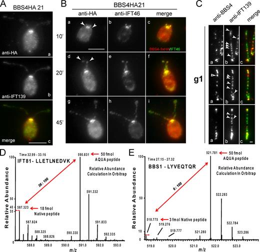 Figure 5. BBSomes are less abundant than IFT particles in C. reinhardtii flagella. (A and B) Double immunolabeling of a BBS4HA21 cell with polyclonal anti-HA and anti-IFT139 (A) or anti-IFT46 (B). In B, cells were deflagellated by pH shock and allowed to regrow flagella for ∼10 (a–c), 20 (d–f), and 45 min (g–i). BBS4-HA and the IFT proteins colocalize at the flagellar base, and the signals partially overlap in the flagella. Arrowheads indicate flagellar tips. (C) Detached wild-type flagella were double labeled with anti-BBS4 (a) and anti-IFT139 (b). Closed arrowheads indicate anti-IFT139 signals that did not colocalize with anti-BBS4 signals; the open arrowhead indicates anti-BBS4 signal that did not colocalize with anti-IFT139 staining. (D) Relative abundance of the native and the AQUA peptide LLETLNEDVK of IFT81. The AQUA peptide ion (590.831) and a peptide ion of monoisotopic m/z = 587.323, corresponding to the native LLETLNEDVK peptide ion (theoretical m/z value of 587.322), are marked. For details see Fig. S4. (E) As in D but for the LYVEQTQR peptide of BBS1. Bars: (A and B) 5 µm; (C) 1 µm.
