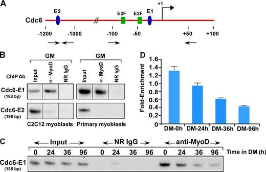 Figure 1. MyoD occupies the Cdc6 promoter in myoblasts. (A) Schematic of the Cdc6 promoter. Closed ovals (E1 and E2) and squares identify the putative MyoD (E-boxes) and E2F sites within the promoter, respectively. The inverted arrows represent the primers used in the PCR amplification reactions. The transcription start site is depicted with an arrow. (B) Cross-linked chromatin from C2C12 myoblasts or primary mouse myoblasts cultured in GM was immunoprecipitated in parallel with anti-MyoD antibody (Ab) and then analyzed by semiquantitative PCR using primers surrounding the E1 and E2 sites in the Cdc6 promoter. A control reaction with the use of normal rabbit IgG (NR IgG) is shown along with input DNA (0.05%), which was amplified by the same set of primers. Black lines indicate that intervening lanes have been spliced out. (C) ChIP experiments were performed in parallel on chromatin from C2C12 myoblasts before and after differentiation using normal rabbit IgG or an antibody specific for MyoD. Precipitated DNA was then analyzed by PCR using the E1 primers, and afterward, the bands were quantified by ImageJ (version 1.36b; National Institutes of Health). Controls for PCR included the use of normal rabbit IgG and the titration of input DNA to ensure all amplifications were within the linear range (Fig. S1 D). (D) Values in the histogram represent the ratio of chromatin-bound MyoD to input genomic DNA and are the mean of three independent experiments with standard deviation.