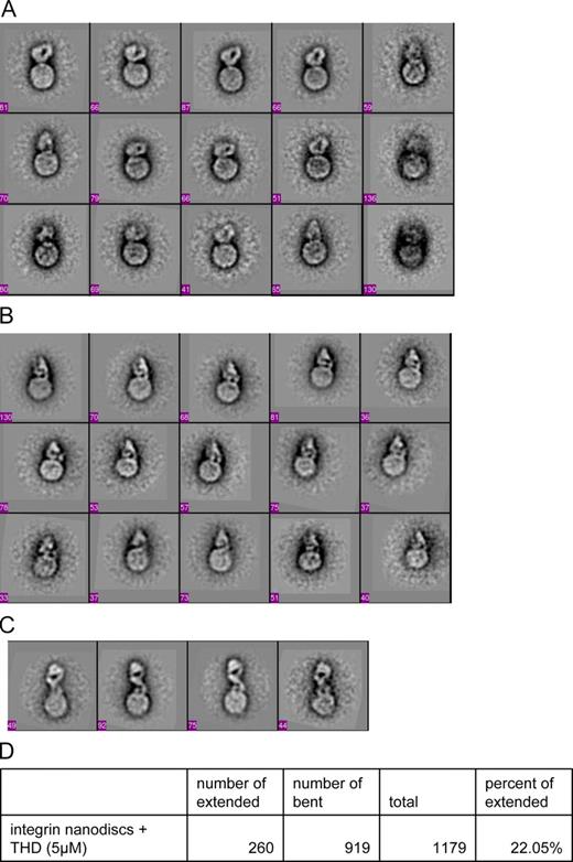 Figure 7. THD induces the extended conformation in the absence of ligand or externally applied force. All panels are images of 50 × 50-nm fields. The number of images in each class is shown at the bottom left corner of each box. (A) Class averages of integrin nanodiscs in compact bent-over conformation. The class averages show a round-shaped nanodisc density and compact bent-over density for the integrins. All 18 classes are shown in Fig. S3. (B) Class averages of integrin nanodiscs in compact conformation in the presence of THD. The class averages show a round-shaped nanodisc density and compact density for the integrins. Although the integrin densities are compact, they appear slightly less compact than when THD is absent. The numbers of molecular images in each class are shown at the bottom left corner of each box. (C) Class averages of integrin nanodiscs in extended conformation in the presence of THD. All classes for the integrin nanodiscs with THD are shown in Fig. S4. (D) Total numbers of extended or compact integrin nanodiscs were obtained by summing the number of images in the classes showing extended or compact conformation. Only classes with clearly defined integrin density were included in the calculation of the percentages.