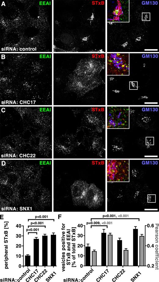 Figure 7. Depletion of CHC17, CHC22, or SNX1 affects STxB trafficking. (A–D) HeLa cells were treated with control siRNA (A) or siRNA to deplete cells of CHC17 (B), CHC22 (C), or SNX1 (D). Fluorescent STxB (red in merged insets) in fresh medium was bound to cells for 30 min on ice, washed in PBS, and chased for 60 min in fresh medium at 37°C. Cells were fixed, processed for immunofluorescence, and labeled using antibodies against EEA1 (green in merged insets) and GM130 (blue in merged insets). Bars, 20 µm. (E) Peripheral STxB signal around the Golgi (detected by GM130 labeling) was determined in cells treated as in A–D. Peripheral signals were calculated as percentages of total signal from individual cells using the method illustrated in Fig. S4 (n = 20 each for control, CHC17-depleted, CHC22-depleted, and SNX1-depleted cells; cells from two independent experiments) and average percentages were plotted ± SEM. P-values for selected samples are indicated. (F) Vesicles containing both STxB and EEA1 or only STxB in cells depleted of the indicated proteins were automatically counted. The percentage of vesicles containing double labeling relative to all vesicles containing STxB was calculated for individual cells (n = 15 for control, n = 20 for CHC17-depleted, n = 25 for CHC22-depleted, n = 16 for SNX1-depleted cells; cells from two independent experiments). Average percentages are shown ± SEM in black against the left y-axis. Pearson’s coefficients of colocalization were determined for cells from the same experiments and plotted ± SEM (gray bars) against the right y-axis (n = 12 for the control and each of the depletion conditions from two independent experiments). P-values for selected evaluation are indicated according to color code.