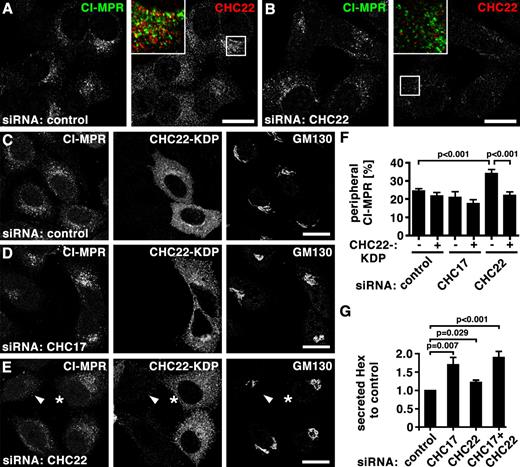 Figure 4. CHC22 depletion leads to dispersal of CI-MPR from the perinuclear region. (A and B) HeLa cells treated with control siRNA (A) or siRNA to deplete CHC22 (B) were processed for immunofluorescence and labeled for CI-MPR (green in merged insets) and CHC22 (red in merged insets) as indicated. Bars, 20 µm. (C–E) HeLa cells treated with control siRNA (C) or siRNA to deplete CHC17 (D) and CHC22 (E) were transfected with an siRNA-resistant, FLAG-tagged CHC22 construct (CHC22-KDP, knock-down proof), processed for immunofluorescence, and labeled for CI-MPR, FLAG-tag, and GM130 as indicated. In E, an asterisk marks a cell transfected with CHC22-KDP and siRNA targeting CHC22 that exhibits a normal concentration of CI-MPR in the perinuclear region, whereas an adjacent cell without CHC22-KDP (arrowhead) has dispersed CI-MPR, as in B. Bars, 20 µm. (F) For cells treated as in C–E, peripheral CI-MPR was quantified around the Golgi region (labeled with GM130) as a percentage of total CI-MPR, using the method illustrated in Fig. S4 (control cells: n = 12 for transfected and nontransfected; CHC17-depleted cells: n = 7 for nontransfected, n = 12 for transfected; CHC22-depleted cells: n = 16 for nontransfected, n = 17 for transfected; all cells from two independent experiments). Average percentages were plotted ± SEM. P-values for selected samples are indicated. (G) HeLa cells were treated with siRNAs against CHC17, CHC22, or a combination, or with control siRNA, as indicated below each bar, and hexosaminidase (Hex) activity was measured. Depicted is the ratio of extracellular to intracellular hexosaminidase activity for each treatment condition normalized to the ratio measured for control-treated cells in each experiment (n = 5, ±SEM shown). P-values for selected samples are indicated.