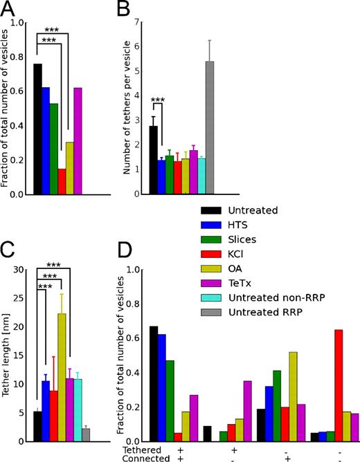 Figure 6. Synaptic vesicle tethers. (A) Fraction of proximal synaptic vesicles tethered to the AZ. (B) Mean number of tethers per tethered synaptic vesicle. Untreated RRP and untreated non-RRP: tethered vesicles with more than two and up to two tethers in untreated synaptosomes, respectively. (C) Tether length for all tethered vesicles. (D) Fraction of proximal synaptic vesicles as a function of tethering and connectivity. Plots show mean values and SEM (error bars). The confidence values are indicated by *** for P < 0.001. The numbers of vesicles (A, B, and D) and tethers (C) analyzed for each treatment are shown in Table S1.