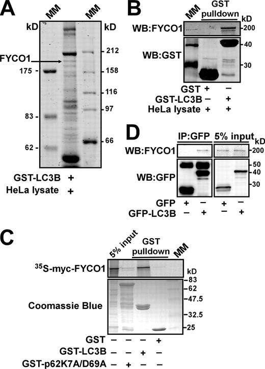 FYCO1 is a Rab7 effector that binds to LC3 and PI3P to mediate microtubule plus enddirected vesicle transport | Journal of Cell Biology | Rockefeller University Press FYCO1 is a Rab7 effector that binds to LC3 and PI3P to mediate microtubule plus enddirected vesicle transport | Journal of Cell Biology | Rockefeller University Press