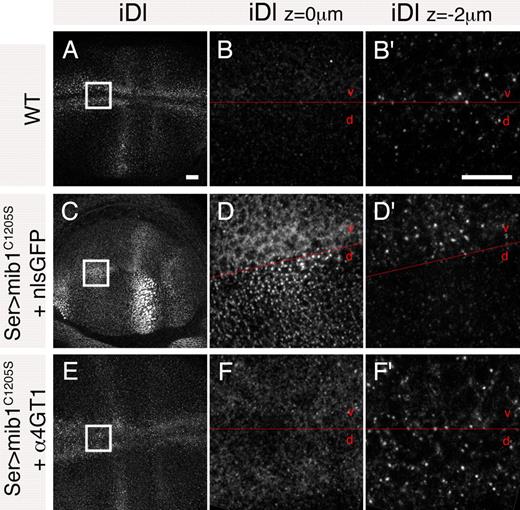 Figure 5. α4GT1 rescued the endocytosis of Dl blocked by Mib1C1205S. The endocytosis of Dl was monitored in wing imaginal discs using an antibody uptake assay in wild-type (A–B’), UAS-nlsGFP/UAS-mib1C1205S; Ser-Gal4 tub-Gal80ts/+ (Ser > mib1C1205S + nlsGFP; C–D’), and UAS-mib1C1205S/+; Ser-Gal4 tub-Gal80ts/GS2078 (Ser > mib1C1205S + α4GT1; E–F’). The approximate position of the dorsal (d)–ventral (v) boundary is indicated in red. (A–B’) In wild-type discs, iDl was detected in subapical sections (B’) in both dorsal and ventral cells that express Dl (Fig. 3 A). (C–D’) Expression of Mib1C1205S in dorsal cells using Ser-GAL4 inhibited the endocytosis of Dl (D’). In these cells, dots of Dl were only detected in apical sections (D). This staining is very similar to the one seen in cell surface staining experiments (Fig. S3), indicating that Mib1C1205S inhibits the internalization of Dl. iDl was only seen in the ventral cells (D’) that express Mib1C1205S later and at a lower level (Fig. 1 A). (E–F’) Expression of α4GT1 restored the endocytosis of Dl. (F’) iDl was detected in both ventral and dorsal cells. (F) Only weak cell surface staining was observed. High magnification views of boxed areas shown in A, C, and E are shown in B and B’, D and D’, and F and F’, respectively. Bar, 10 µm.