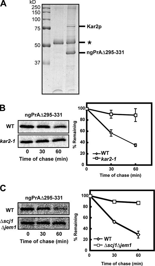Figure 2. The Kar2 chaperone system is required for glycan-independent ERAD-L. (A) ngPrAΔ295–331 protein complexes purified from microsomes were resolved by SDS-PAGE and visualized by Coomassie brilliant blue. The band labeled Kar2p was excised and identified by mass spectrometry (Table S1). The asterisk indicates the position of IgG heavy chain. (B and C) Wild-type (WT), kar2-1, and Δscj1Δjem1 cells expressing ngPrAΔ295–331 were analyzed by metabolic pulse-chase analysis as described in Fig. 1 B. The plotted data reflect three independent experiments with the SEM indicated by error bars.
