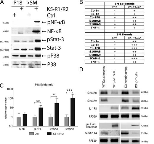 Figure 6. Progressive inflammation in the skin of K5-R1/R2 mice through production of cytokines by activated keratinocytes and γδ T cells. (A) Epidermal lysates from control and K5-R1/R2 mice at the age of P18 and 5 mo (5M) were analyzed by Western blotting for the levels of phosphorylated and total NF-κB (p65), Stat3, Erk1/2, and p38. (B) RNAs from isolated dermis and epidermis of K5-R1/R2 mice and littermate controls (8M) were analyzed for expression of inflammatory markers using real-time RT-PCR. Gapdh mRNA was used for normalization. Results are shown in the table. −, not detectable; +, weak expression; ++, moderate expression; +++, strong expression. (C) RNAs from the epidermis of K5-R1/R2 mice and littermate controls at P18 were analyzed for expression of inflammatory markers using real-time RT-PCR. Gapdh mRNA was used for normalization. Error bars represent mean ± SD. n = 3 per genotype. *, P ≤ 0.05; **, P ≤ 0.005; ***, P ≤ 0.001. (D) Keratinocytes and γδ T cells were purified from epidermal sheets by preparative FACS. Original FACS data are shown in Fig. S3 (A and B). RNAs from the purified cell populations were analyzed by RT-PCR for the expression of S100A8, S100A9, and IL-1F8. Ribosomal protein S29 (RPS29) mRNA was used for normalization; expression of keratin 14 and of the γδ T cell receptor was analyzed to verify the enrichment of the two cell populations.