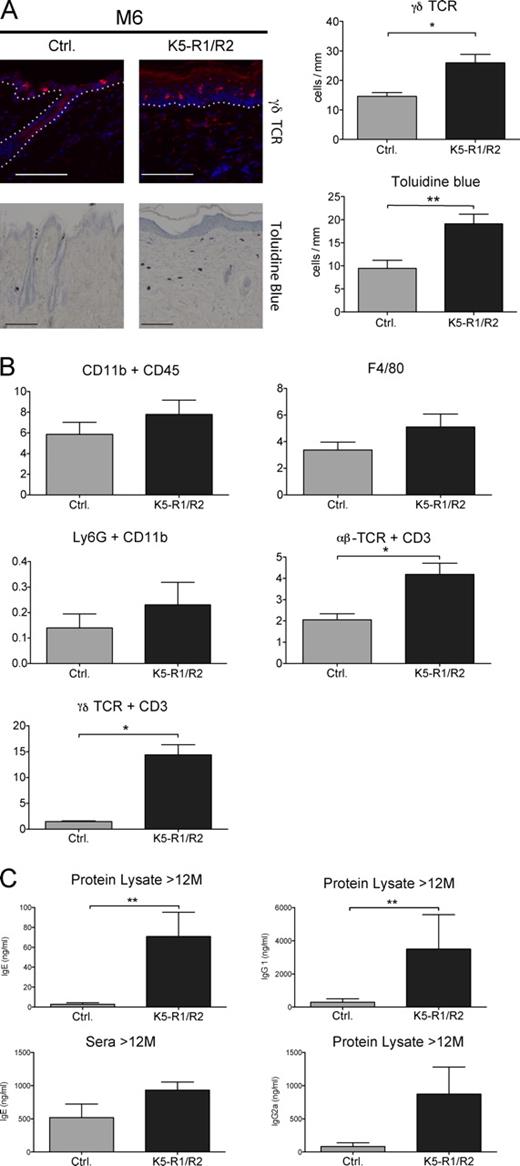 Figure 5. Immune cell infiltrate in the skin of K5-R1/R2 mice. (A) Back skin sections from 6-mo-old (M6) control and K5-R1/R2 mice were stained with antibodies against the γδ T cell receptor. The white dotted line indicates the basement membrane. In addition, sections were stained with toluidine blue to identify mast cells. The number of γδ T cells and mast cells/mm of basement membrane was counted using at least five sections per mouse. n = 5 mice per genotype for γδ T cells and 7 mice per genotype for mast cells. Bar, 33 µm. (B) Cells from the dermis of 12-mo-old mice were analyzed by FACS using antibodies against different inflammatory cell markers. n = 4 mice per genotype. The frequencies of the individual inflammatory cells are shown. Original FACS data are shown in Fig. S3 A. (C) Dermal protein lysates (n = 3 control and 4 K5-R1/R2 mice) or serum (n = 3 per genotype) of mice at the age of 12 mo were analyzed for the levels of IgG1, IgG2a, and IgE by ELISA. Error bars indicate mean ± SD. *, P ≤ 0.05; **, P ≤ 0.005.