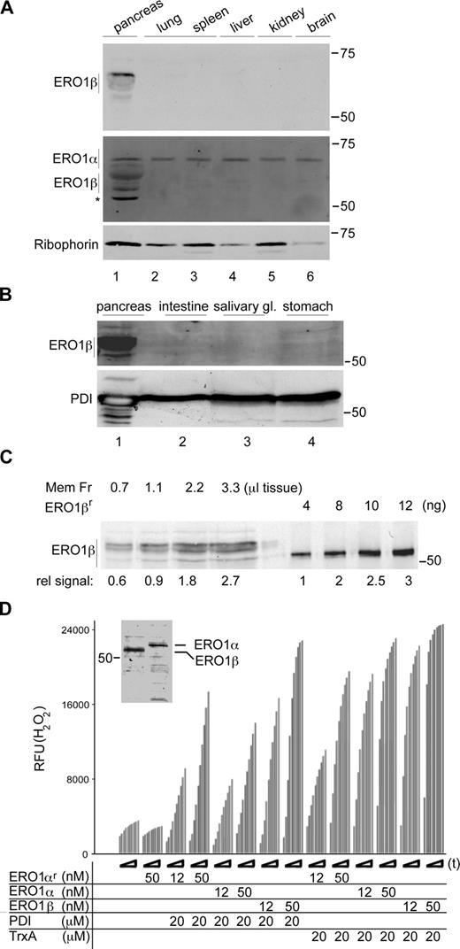 Figure 1. ERO1-β is a disulfide oxidase selectively expressed in the pancreas. (A) Immunoblot of mouse tissue detergent extracts reacted with antisera raised to ERO1-β (top), ERO1-α (middle), and Ribophorin I (bottom; an ER recovery marker). Note the selective expression of ERO1-β in the pancreas and the cross-reactivity of the anti–ERO1-α serum with ERO1-β (also see Fig. S1). The asterisk marks a nonspecific band reactive with the anti–ERO1-α serum in pancreatic lysates. (B) ERO1-β immunoblot of membrane fraction derived from mouse secretory tissues. PDI serves as a recovery marker. (C) Immunoblot of ERO1-β content of pancreatic membrane fraction (Mem Fr) derived from the indicated tissue volume and of known amounts of purified, bacterially expressed protein (ERO1-βr). The relative signal intensity (rel signal) is noted under the blot. (D) In vitro disulfide oxidase activity of bacterially expressed mouse ERO1-α (ERO1-αr), mouse ERO1-α, or mouse ERO1-β purified from transfected 293T cells, using bacterially expressed reduced human PDI or reduced E. coli thioredoxin (TrxA) as substrates and H2O2 production (read kinetically in a fluorescence-based assay) as a readout. The time-dependent increase in fluorescence of each sample is reported on over a period of 60 min (t). The inset shows a Coomassie-stained gel of the purified enzymes (see Fig. S2 for additional technical control experiments validating the assay). RFU, relative fluorescent unit. (A–D) Molecular mass is indicated in kilodaltons.