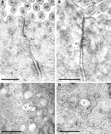 Figure 8. Immunogold labeling of occludin and caveolin-1 in jejunal enterocytes of 90-min TNF-treated wild-type mice. High pressure–frozen, freeze-substituted, cryoembedded specimens were immunolabeled with antioccludin and anti–caveolin-1, which were detected with 10 nm and 15 nm gold-conjugated secondary antisera, respectively. (A and B) Occludin and caveolin-1 colocalize at tight junctions (TJ) and adherens junctions (AJ). Mv, microvilli. (C and D) The population of vesicles (V) formed after TNF treatment contains occludin and caveolin-1. Single-label images are shown in Fig. S2. Bars, 300 nm.