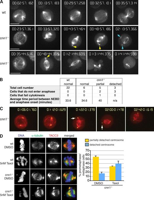 Figure 3. Centrosome detachment is dynamic and reversible in cnn1−/− cells. (A) Stills from time-lapse videos of wt (Video 1) and cnn1−/− (Videos 2 and 3) cells transfected with GFP-tubulin. Note that partially detached centrosomes (yellow arrows) appear soon after NEBD and precede the detached centrosome phenotype (blue arrows). (bottom) The cell shown initiates anaphase but fails to go through cytokinesis. (B) Summary of results from A. For cnn1−/− cells, mitotic timing and outcome are shown according to centrosome phenotypes. The criteria for classification were the following: partial, cells that developed partially detached centrosomes at any point during filming; detached, cells with at least one fully detached centrosome. The three cnn1−/− cells with detached centrosomes were followed for an average of 105 min after NEBD, but they failed to initiate anaphase during filming. (C) Stills from time-lapse video of cnn1−/− cells (Video 4) transfected with mCherry-tubulin (red) and GFP-PACT (green). (D) Low dose taxol treatment of wt and cnn1−/− cells. Blue, DNA; red, TACC3; green, α-tubulin. Centrosome phenotypes were scored in fixed cells. n = 2; at least 150 cells were counted per experiment. Error bars represent SD. Bars, 5 µm.