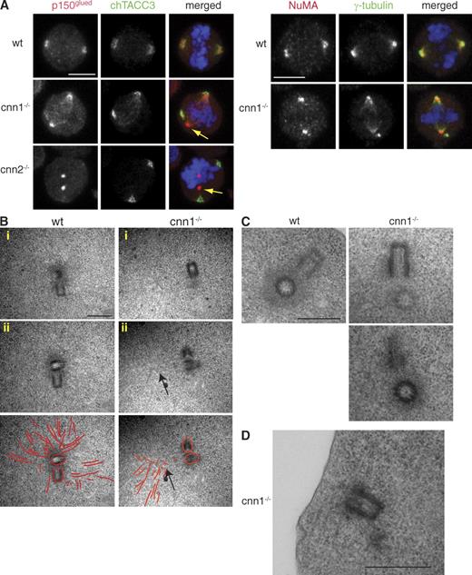 Figure 4. Mitotic spindle pole organization and centrosome structure are normal in cnn1−/− cells. (A) Spindle pole–organizing proteins, p150glued (left), and NuMA (right) localize normally in cnn1−/− and cnn2−/− cells even when centrosomes fully detach (yellow arrows). (left) Blue, DNA; red, p150; green, TACC3. (right) Blue, DNA; red, NuMA; green, γ-tubulin. Bars, 5 µm. (B) Transmission electron micrographs of serially sectioned prometaphase/metaphase cells. Two sections (i and ii) are shown for a single wt (left) and cnn1−/− cell (right). (bottom) Microtubules are highlighted in red to aid visualization. Higher magnification of electron micrographs and respective images of whole cells are shown in Fig. S3. Although a large number of microtubules focus in the wt centrosome, microtubules focus outside of the cnn1−/− centrosome (arrows). Note that these are likely to be spindle microtubules, as they occupy a position between the centrosomes and the chromosomes (see whole-field view in Fig. S3 B). (C) Both wt and cnn1−/− centrioles are surrounded by an electron-dense matrix. (D) This cnn1−/− centrosome is close to the cortex and associates with microtubule bundles. Bars, 500 nm.