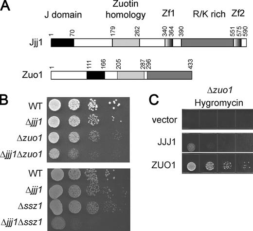 Figure 1. Jjj1 and Zuo1–Ssz1 have overlapping biological functions. (A) Similar domain organization of Jjj1 and Zuo1. Jjj1 contains an N-terminal J domain, two zinc fingers (ZnF), and a C-terminal R/K-rich domain. Alignment with Zuo1 defines an additional homology domain (ZHD; Fig. S2). (B) Cells deleted for both Jjj1 and either Zuo1 (top) or Ssz1 (bottom) present a synthetic growth phenotype. An equal number of cells was spotted as a 10-fold dilution series on YPD plates and incubated at 30°C for 2 d. (C) Jjj1 overexpression does not suppress the antibiotics sensitivity of Δzuo1 cells. Δzuo1 cells were transformed with an empty p426 vector, the p426-ZUO1 and p426-JJJ1. The serial dilution was performed as in B.
