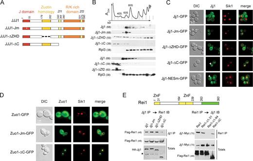 Figure 4. Jjj1 is a conserved modular protein with distinct functional domains. (A) Domain mutants of Jjj1. Jm, mutated in the canonical HPD motif of the J domain; ΔZHD, lacks the ZHD; ΔC, lacks the C-terminal K/R-rich domain. Asterisk indicates the point mutation in the HPD motif of the J domain. (B) Effect of Jjj1 mutations on the interaction with ribosomes. Yeast extracts from the indicated cells were fractionated on 7–47% sucrose gradients. The OD254 nm profile (top) identifies the polysomal fractions. Individual fractions were analyzed for the presence of Jjj1 mutants and the ribosomal protein Rpl3 by SDS-PAGE and immunoblotting. Similar results are obtained by expression of Jjj1 mutants from centromeric plasmids (middle), the endogenous chromosomal copy (bottom), or high copy number plasmids (Fig. S5). (C) Cellular localization of the different Jjj1 mutants. Δjjj1 cells expressing the different mutants of Jjj1 in fusion with GFP were monitored by fluorescence microscopy. Sik1-RFP identifies the position of the nucleolus. The Jjj1-GFP fusion complements the slow growth phenotype of Δjjj1 cells (Fig. S5) and associates with ribosomes (not depicted). (D) Role of the Zuo1 C terminus and the J domain in its subcellular localization and function. Δzuo1 cells expressing the different mutants of Zuo1 in fusion with GFP were monitored by fluorescence microscopy. (E) Identification of Jjj1 domain mediating association with Rei1. (top) Domain structure of Rei1 indicating position of the three zinc fingers (yellow) and the C-terminal Rpl24-binding domain (green) are indicated (Lebreton et al., 2006). (bottom left) Yeast lysates were prepared from cells expressing HA-Jjj1 or the indicated Jjj1 domain variants together with Flag-tagged Rei1. After immunoprecipitation for Jjj1, the association with Rei1 was detected by immunoblotting with anti-Flag. Total Rei1 and Jjj1 protein was analyzed by immunoblotting against the respective tags. Asterisk indicates a background crossreacting band. (bottom right) Yeast lysates were prepared from cells carrying an endogenously tagged Jjj1 together with Flag-tagged Rei1 or Rei1 domain variants. After immunoprecipitation for Rei1, the association with Jjj1 was detected by immunoblotting with anti-Myc. Total Rei1 and Jjj1 protein was analyzed by immunoblotting. DIC, differential interference contrast; ZnF, zinc finger. See Results for description of arrowheads.
