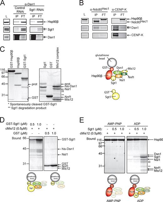 Figure 6. In vitro biochemical assays of the Sgt1–Hsp90 and Mis12 complex interactions. (A) HeLa cell extracts were subject to immunopurification (IP) after 48 h of treatment with control or Sgt1 siRNA and arrested for 16 h in nocodazole, using antibodies to Dsn1. The starting extract (L), the IP, and the post-IP supernatant (FT) were analyzed by immunoblotting using the indicated antibodies (labeled on the right side of the gel). (B) HeLa cell extracts were analyzed as in A, except that either Ndc80Hec1 or CENP-K was used for the immunoprecipitation. The immunoblot in the top panel was probed with antibodies against both Ndc80Hec1 and Hsp90. (C) The indicated proteins or Mis12 complex (referred to as Mis12) were purified, analyzed on SDS-PAGE, and stained with Coomassie dye. The migration position and cleavage products provide a reference for the same material used in the binding assays. The arrow labeled GST indicates the migration of cleaved GST; the arrow labeled prot indicates the migration position of the protease used to cleave GST from the fusion. *, the migration position of cleaved GST-Sgt1; **, the migration position of Sgt1 degradation. The diagram provides a key to complexes illustrated in the binding assays that follow. (D) The indicated µM concentration of GST-Sgt1 or GST were bound to glutathione beads and then used in the binding assay by adding Mis12 complex to 0.5 µM; complexes were identified that were associated with glutathione beads bound to the fusions. The diagram below the gel summarizes the binding observed, and the grayed subunits exhibit lower or nonspecific binding. Analysis of unbound fractions is included in Fig. S1. (E) GST-Hsp90 was preincubated with the indicated nucleotide (see Materials and methods) and then bound to the Mis12 complex in the presence or absence of Sgt1. Diagrams below the gels summarize the binding results. Numbers next to the gel blots indicate molecular mass in kD.
