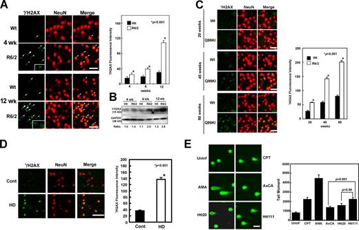 Figure 1. Accumulation of DNA DSBs in HD brains. (A, left) Immunohistochemical detection of γH2AX (green) and NeuN (red) in the striatum of R6/2 and nontransgenic littermate (wt) mice at 4 and 12 wk of age. The γH2AX signals were also merged with DAPI (Fig. S1). Arrows indicate activation of γH2AX. Insets show higher magnification views of neurons indicated with arrowheads. (right) Immunofluorescence signal intensity of γH2AX was quantified in >100 striatum neurons in nontransgenic littermates or R6/2 mice at 4, 6, and 12 wk of age. Student’s t test indicated a significant difference of γH2AX levels between wild-type and R6/2 mouse brains at each age. Bars, 25 µm. (B) Immunoblot detection of γH2AX level in wild-type and R6/2 mouse striatum protein extract (5 µl) at 4, 6, and 12 wk of age shows that γH2AX was activated in R6/2 mice. (C) Immunohistochemical detection of γH2AX (green) and NeuN (red) in the striatum of HttQ99 knock-in (Q99KI) and nontransgenic littermate (wild type) mice at 20, 45, and 80 wk of age. (right) Immunofluorescence signal intensity of γH2AX was quantified in >100 striatal neurons in normal littermate (wild type) and HttQ99 knock-in (Q99KI) mice. Bar, 25 µm. (D) Striatal neurons of human HD patients show a remarkable increase of γH2AX. The signal intensities of γH2AX were analyzed in >100 neurons of three HD patients and of three nonneurological disease controls. Bar, 50 µm. (E) Detection of mutant Htt–induced DNA DSBs by the neutral single-cell gel electrophoresis (comet assay). (left) Representative comet images of uninfected (Uninf), 10 µg/ml CPT-treated, 20 µg/ml α-amanitin–treated (AMA), AxCA empty virus–infected (AxCA), or AxCAhtt111Q-infected (Htt111Q) neurons at 4 d. Bar, 10 µm. (right) Semiquantitative analysis of the results expressed as tail moment. Student’s t test analysis demonstrated a significant difference in tail moments between neurons infected by AxCA and those by Htt111Q. *, P < 0.001. Error bars indicate SEM.