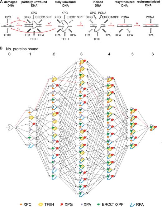 Figure 5. Kinetic model of NER. The model distinguishes six DNA repair intermediates, as indicated, that are interconverted by enzymatic steps. Red arrows: α, partial DNA unwinding; α’, full unwinding; β, dual incision; γ, resynthesis; δ, rechromatinization; ε1 and ε2, reannealing of unwound DNA when it becomes devoid of stabilizing proteins. The indicated NER proteins can bind to the repair intermediates. The binding of TFIIH to the DNA lesion requires the prior binding of XPC. The binding of XPA and ERCC1/XPF is cooperative (Table S1). (B) Possible assembly pathways for the preincision complex on unwound DNA. Random assembly can use all pathways shown, whereas sequential assembly will follow a unique pathway (e.g., the pathway indicated by the red arrows assuming ordered binding of XPC, TFIIH, RPA, XPA, XPG, and ERCC1/XPF).