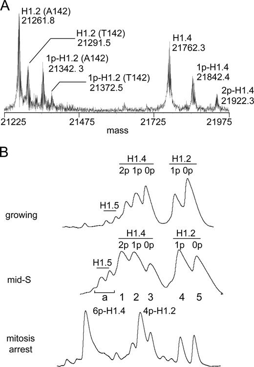 Figure 1. The limited heterogeneity of H1 in HeLa cells. (A) The mass spectrum of intact crude H1 from asynchronous growing HeLa S3 cells. Proteins were identified directly by gas phase fragmentation and MS/MS analysis. Phosphorylation levels were inferred from predicted molecular masses. The A142T polymorphism in H1.2 was confirmed by genotyping (Fig. S1 B). (B) The HIC profiles of crude H1 from asynchronous growing, mid–S phase, and mitosis-arrested HeLa S3 cells. Eluate absorbance (214 nm) is plotted relative to time for equivalent portions of each separation. H1.2, H1.4, and H1.5 represent ∼47%, 48%, and 5% of total H1 in asynchronous cells, respectively, based on chromatographic integration.