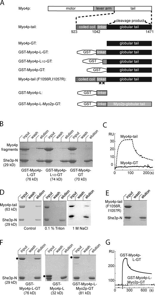 Figure 1. Efficient She3p binding to Myo4p requires the protease-sensitive linker and the globular tail. (A) Cartoon representation of Myo4p fragments. The full Myo4p tail consists of a coiled-coil region, a linker region, and a sequence stretch with 25% homology to the globular tail of Myo2p. Limited proteolysis experiments with the Myo4p tail fragment revealed a stable cleavage product of 45 kD (Fig. S1 A), which was identified as the globular tail. (B) Ni-sepharose pull-down reactions with immobilized His-She3p-N and different Myo4p constructs indicate that the protease-sensitive linker is required for efficient She3p-N binding. (C) Surface-plasmon resonance (SPR) with surface-coupled She3p-N reveals efficient binding of the Myo4p tail, whereas no binding was observed for the globular tail at concentrations up to 5 µM. (D) Pull-down reactions as in B with Myo4p tail in standard buffer (left), buffer containing additional 0.1% Triton X-100 (middle), or buffer containing 1 M NaCl (right). (E) Pull-down reaction as in D with a mutated Myo4p tail fragment (Myo4p-tail (F1056R, I1057R); see A). This fragment failed to reveal binding under standard conditions. (F) Pull-down reactions as in B with GST-Myo4p-L-GT (left), with a globular tail-lacking Myo4p fragment (GST-Myo4p-L; middle), or with a Myo4p fragment that has exchanged its globular tail with the corresponding domain of its paralogue Myo2p (GST-Myo4p-L-Myo2p-GT; right). Dots indicate the position of the respective Myo4p fragments. Note that in the input lane of the middle image, the top band is Myo4p, the middle band is She3p, and the bottom band is a degradation product of Myo4p. (G) SPR with surface-coupled She3p-N reveals efficient binding of the GST-Myo4p-L-GT, whereas no binding was observed even at ∼10 µM when the globular tail was exchanged for the corresponding domain of Myo2p (GST-Myo4p-L-Myo2p-GT).