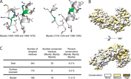 Figure 5. Structural conservation of the globular tail of Myo4p. (A) Residues involved in auto-inhibition of type V myosins by their globular tail (Li et al., 2008) are conserved in Myo2p (green residues, left) but not in Myo4p (green residues, right), suggesting a lack of auto-inhibition in Myo4p. (B) Surface plot of a sequence alignment from Myo4p, Myo2p, and human Myo5a (Fig. S2) show few regions with pronounced sequence identity. Dark yellow indicates residues identical in all three homologues, light yellow shows residues conserved in two homologues, and gray means no conservation. (C) Table showing that surface-exposed residues in Myo4p are much less conserved than buried residues, indicating a lack of conservation of potential binding surfaces.