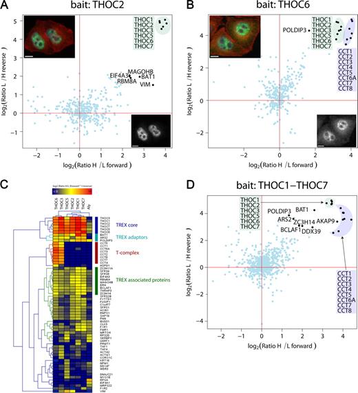 Figure 2. SILAC pull-downs of the TREX core components. (A and B) Results of THOC2 (A) and THOC6 (B) analysis are shown. The GFP-tagged protein, serving as bait, is indicated in the title. Annotated proteins marked by a black dot were more abundant in the pull-down of the tagged cell line, with P < 0.01 in both the forward and reverse experiments. Blue dots represent proteins that were not significant interaction partners. (top left) Fluorescence microscopy was performed on fixed samples of the indicated cell line with anti-GFP antibodies (green), α-tubulin antibodies (red), and DAPI (blue). (bottom right) Anti-GFP staining only is shown. (C) Two-way hierarchical clustering of specific TREX interactors. Proteins with a ratio >2 and P < 0.1 in the forward and reverse experiments of one of the pull-downs served as dataset for clustering (vertical direction). The color code represents the multiplied ratios of the forward and multiplied inverted ratios of the reverse experiment in log scale. Blue indicates proteins with a ratio <1 or no ratio, and red indicates proteins with extremely high ratios. The first cluster represents the TREX complex, and adaptor proteins are separated from the core by the tree. The T complex clusters are shown below the TREX. Furthermore, several proteins binding to all TREX components, but with a lower ratio (yellow), have been identified (TREX-associated proteins). Proteins identified with very low ratios in only one of the IPs (bottom of clustering) are likely to be contaminants. (D) Pull-downs of all forward and reverse experiments have been treated as a single experiment, and forward were plotted against reverse experiments. TREX core and T complex are clear outliers as well as all TREX adaptors identified by the clustering. DDX39, a known interactor of the TREX complex, also shows a significant ratio in the combined analysis (Fig. S1). Bars, 10 µm.