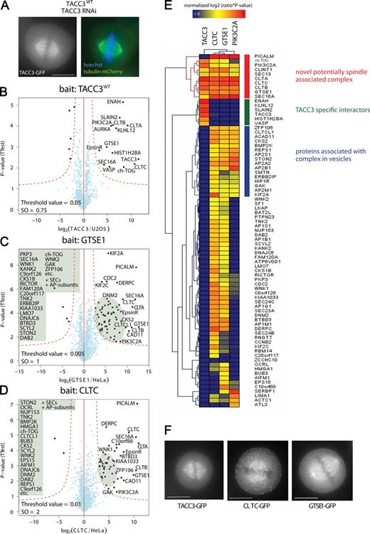 Figure 4. Label-free pull-downs of TACC3 and TACC3 interaction partners. (A) Live imaging of cells expressing GFP-tagged TACC3 and mCherry-tagged α-tubulin. DNA was stained with Hoechst. The RNAi-resistant TACC3WT localizes to the spindles in mitosis after RNAi of endogenous TACC3. (left) Chromosome alignment and spindle morphology are shown. (right) The fluorescence signal of GFP-tagged TACC3 is shown. (B–D) Volcano plots representing results of the label-free pull-downs of GFP-tagged TACC3, CLTC, and GTSE1. The logarithmic ratios of protein intensities are plotted against negative logarithmic p-values of the t test performed from triplicates. The hyperbolic curve separates specifically interacting proteins marked in black (red dotted line) from background (blue dots). Names of all proteins specifically interacting are reported in Table S1. (E) Two-way hierarchical clustering of TACC3 and specific interactors CLTC, GTSE1, and PIK3C2A. Proteins significant binding in one of the pull-downs served as dataset for clustering (vertical direction). The color code represents the normalized log2 of ratios multiplied with the negative logarithmic p- values of the t test. Blue fields represent values close to 0, and the protein is therefore unlikely to be binding, whereas red fields represent highly specific binders in the distinct pull-down experiment. The first cluster represents a novel spindle-associated complex (red). The second cluster represents TACC3-specific interactors (green). The cluster marked in blue mainly consists of proteins associated with clathrin-coated vesicles. (F) Fluorescence microscopy showing live GFP fluorescence of TACC3, CLTC, and GTSE1 C-terminally tagged with GFP by the BAC TransgenOmics standard protocol. Both TACC3 interactors localize to the mitotic spindle. Bars, 10 µm.