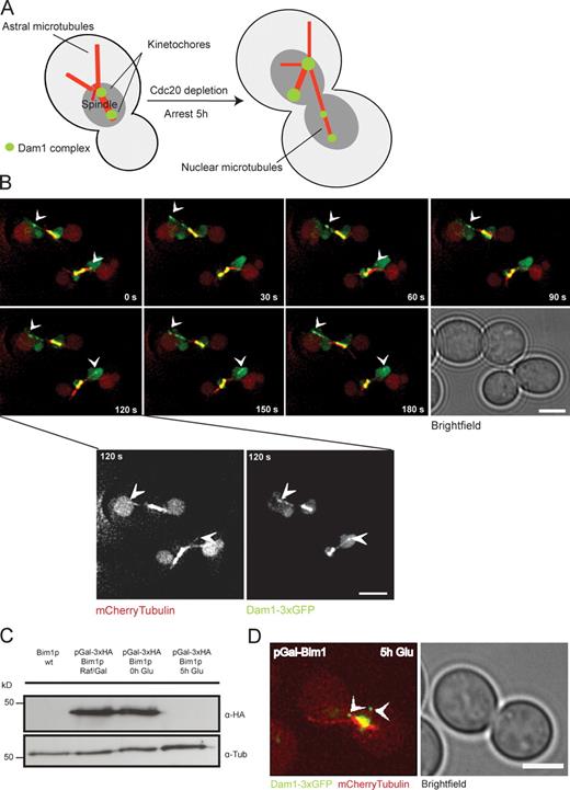 Figure 1. The Dam1 complex tracks plus ends independently of Bim1p in vivo. (A) Schematic illustration of the live cell imaging strategy (Tanaka et al., 2005). (B) Time-lapse live cell microscopy showing plus end tracking of the Dam1 complex (arrowheads) during phases of microtubule growth and shrinkage (Videos 1 and 2). Insets show higher magnification views of the indicated panel (120 s). (C) Western blot analysis showing depletion of Bim1p-3xHA in a Dam1-3xGFP, mCherry-tubulin background probed with an anti-HA antibody. (D) Still image from a video depicting microtubule plus end localization of the Dam1 complex (arrowheads) in the absence of the +TIP Bim1p (Video 3). Bars, 2 µm.