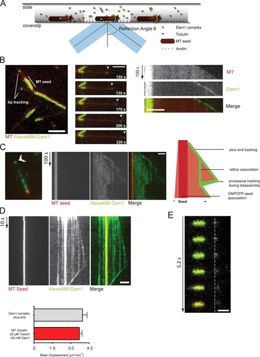 Figure 2. Reconstitution of Dam1 plus end tracking in vitro using TIRF microscopy. (A) Schematic illustration of the in vitro imaging setup. (B, left) Still image of the Alexa Fluor 488–labeled Dam1 complex (100 nM) on dynamic rhodamine-labeled microtubules (MT). The complex shows preferred association with the plus end and the GMPCPP seed. (middle) A time sequence of Dam1 plus end tracking. (right) Kymographs (time/space plot) of Dam1 plus end tracking are shown (Video 4). (C) Still image and kymograph of a time-lapse video showing Dam1 decoration on unlabeled tubulin extensions. Overlay and individual channels are shown. The Dam1 complex tracks plus ends during phases of growth and shrinkage. The microtubule lattice is decorated by additional Dam1 complexes, which are collected during microtubule disassembly (Videos 5 and 6). (B and C) Arrowheads indicate Dam1 localization at the tip of the microtubule. (D) Kymograph from a streaming video recording continous Dam1 tip tracking. Error bars indicate averaged Dam1 outward displacement at the tip and lattice compared with the mean growth speed of microtubules (n ≥ 20). (E) Still series of a spike experiment depicting an individual Dam1 dot moving away from the stable seed. The dashed line indicates the position of the Dam1 signal at time 0. Bars: (B–D) 2 µm; (E) 1 µm.
