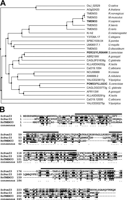 Figure 3. S. cerevisiae Pom33 and Per33 and human TMEM33 are evolutionarily conserved NE/ER-associated proteins. (A) Phylogenic tree of S. cerevisiae Pom33 and Per33 homologues. The tree, based on ClustalW alignment of sequences identified by BLAST searches using ScPom33, ScPer33, and HsTMEM33 (highlighted in bold), was constructed with the Jalview software (www.jalview.org; Waterhouse et al., 2009) based on the percentage of identity between the proteins. (B) ClustalW alignment of ScPom33, ScPer33, and HsTMEM33. Identical residues are colored in black, and similar residues are colored in gray. Asterisks in the consensus line denote residues that are identical in all three proteins sequences, and periods indicate residues that are either identical or similar in at least two out of the three sequences. Approximate positions of the hydrophobic stretches are shown on top of the alignment (black line, see also Fig. S1 C).