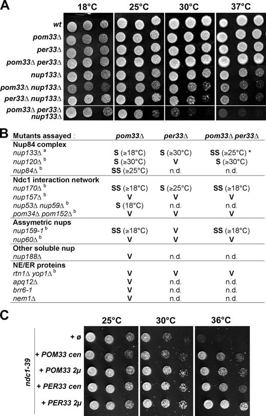 Figure 4. POM33 displays genetic interactions with core components of NPC. (A) Growth properties of wt, pom33Δ, per33Δ, nup133Δ, and of corresponding double and triple mutants. Equivalent amounts of cells were spotted as fivefold dilutions on YEPD plates, and were incubated for 5 d at 18°C or for 3 d at 25, 30, and 37°C. (B) Summary of the genetic interactions between pom33Δ, per33Δ, or pom33Δ per33Δ, and Nups or NE/ER mutants. Synthetic interactions were scored as: SS, strong synergistic interaction; S, synergistic interaction; V, viable; n.d., not determined. The temperature above which the synthetic phenotype was observed is indicated. Footnote a, see Fig. 4 A; footnote b, see Fig. S2; *, note that PER33 deletion partially rescues the pom33Δ nup133Δ synthetic phenotype at 18°C. (C) Growth assay of ndc1-39 mutant cells transformed with an empty pRS315 plasmid (ø), with centromeric (cen), or with multicopy (2µ) plasmids encompassing the POM33 or PER33 genes. Transformants were spotted as fivefold dilutions on selective medium, and plates were incubated for 3 d at the indicated temperatures.
