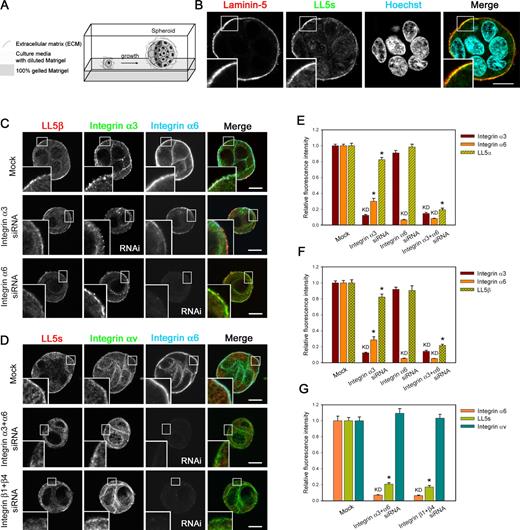 Figure 5. Distribution of LL5s in MCF-10A spheroids and its dependency on laminin receptor integrins. (A) Schematic diagram of the overlay method for three-dimensional culture of MCF-10A cells in Matrigel (Debnath et al., 2003). MCF-10Aeco cells seeded onto a solid bed as a single-cell suspension proliferate and start to form clusters (spheroids) in three-dimensional culture. (B) Representative confocal microscopic images of MCF-10Aeco spheroids. Spheroids at day 3 were fixed and immunostained with antibodies against LL5s and laminin-5. Nuclei were stained with Hoechst 33342. The outer surface of the spheroids covered with laminin-5–positive BM is the basal side of the cells. (C and D) Confocal images of MCF-10Aeco spheroids treated with the indicated siRNAs and stained for LL5s and integrins. Integrin αv is known to localize to FAs. Note that knockdown of integrin β1 + β4 is estimated by the integrin α6 signals, owing to the limited availability of primary antibodies from different host species for simultaneous staining. The reduction of integrin α6 after integrin β1 + β4 knockdown was confirmed in independent experiments (Fig. S4). In integrin α3 knockdown cells, integrin α6β4 is also partially reduced for unknown reasons, but LL5s are still retained at the basal cortex. (B–D) Insets are magnified images of the boxed areas. (E–G) Quantitative analyses of the fluorescent signals at the basal cortex in the spheroids. For each condition, >35 cells were analyzed. The data were transformed into a relative fluorescence index, and the values of the mock control were set as 1. LL5 localization is inhibited when integrins α3 + α6 or β1 + β4 are knocked down. Note that integrin αv is unaffected by knockdown of integrins α3 + α6 or β1 + β4, whereas the signals for LL5s are abolished. The results are presented as means ± SEM (*, P < 0.01 vs. the mock control). KD, protein that was knocked down. Bars, 10 µm.