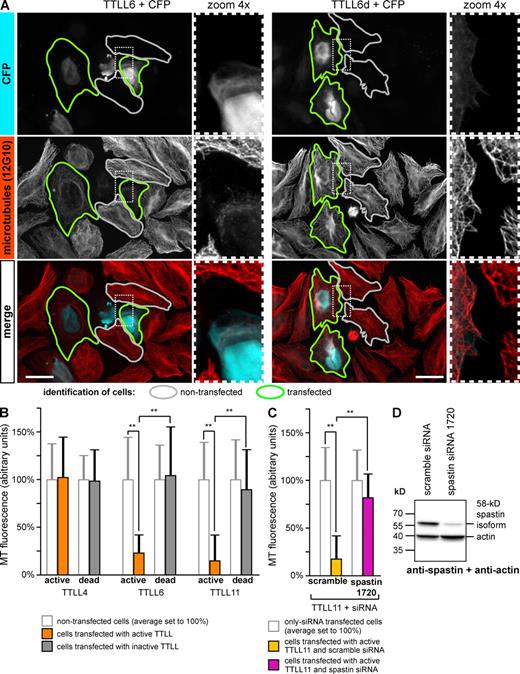 Figure 1. Polyglutamylation induces microtubule severing in HeLa cells. (A) MT morphology in HeLa cells expressing either active TTLL6 or an inactive mutant (TTLL6d). Transfected cells (green contours) were identified by CFP, which was coexpressed from the same plasmid (Fig. S2). Cells were stained with the general tubulin antibody 12G10, which detects α-tubulin in a glutamylation-independent manner (not depicted). Gray contours indicate examples of untransfected cells. Bar, 20 µm. (B) Quantification of MT mass in cells expressing active and inactive TTLL4, 6, and 11. Mean 12G10 fluorescence intensity was measured as indicated by contours in A for >30 cells per experimental condition and plotted as normalized to the mean of nontransfected cells (100%). Error bars indicate SD. Statistical significance was determined by two-tailed Student’s t test. All P values (**) are below 10−10. (C) Quantification as in B after expression of TTLL11 in cells transfected with nonsilencing control (scramble) or spastin-specific siRNA 1720 (transfection scheme of siRNA; see Materials and methods). (D) Validation of spastin siRNA. HeLa cells were transfected with scramble and spastin siRNA, and actin and spastin levels were detected on the same blot with specific antibodies. The siRNA 1720 reduces the levels of spastin to 13.2%.